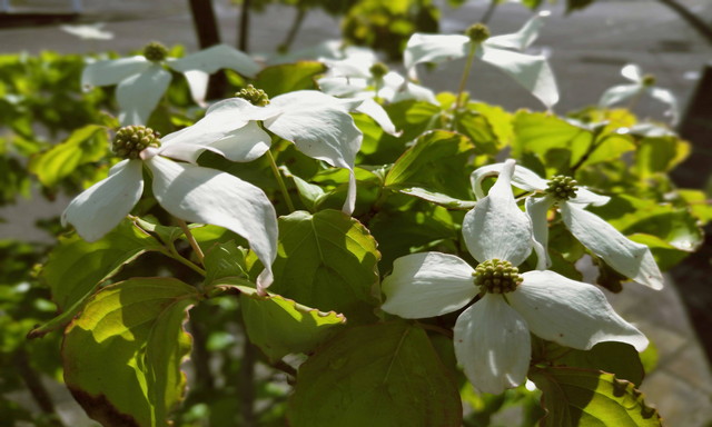 Read more about the article 事務所前の植物